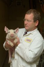 Dr. Jim Collins holding a piglet. 