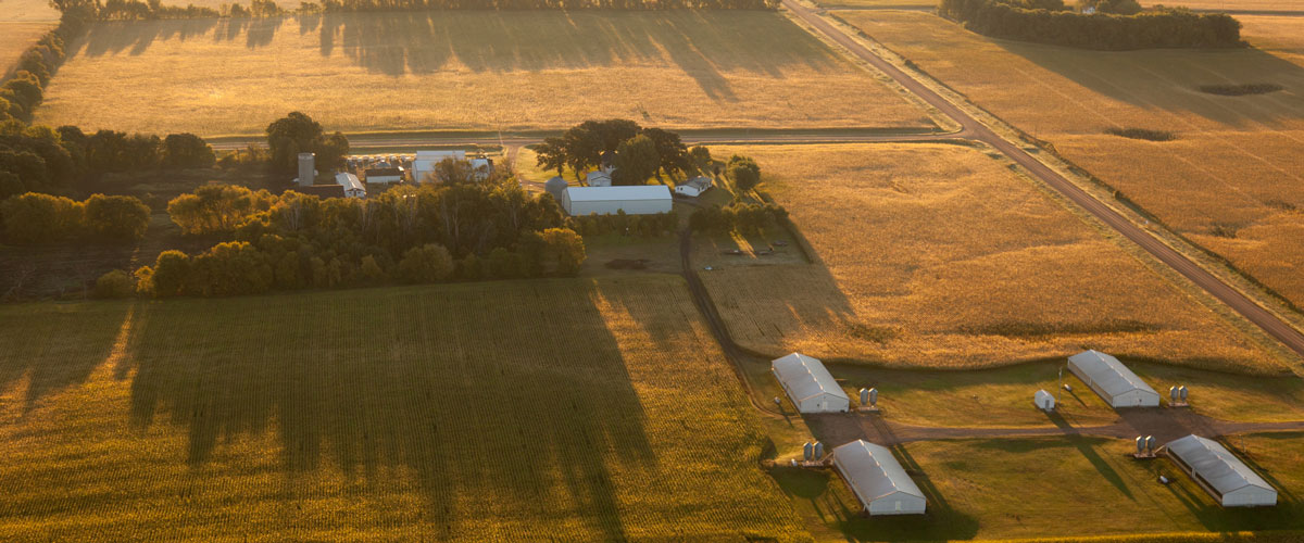 Aerial view of livestock housing on a Minnesota farm. 