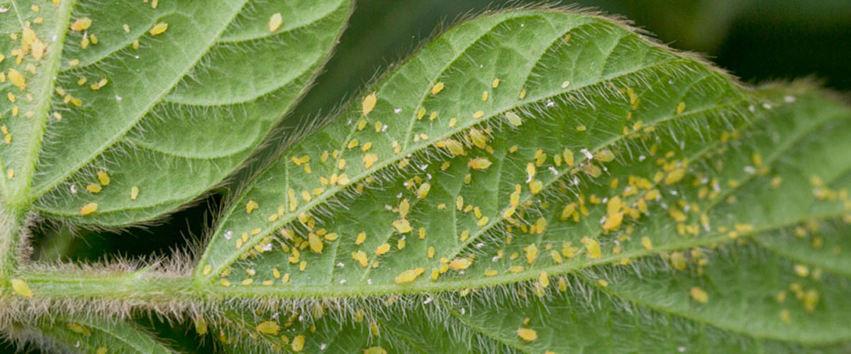 Soybean aphids on a soybean leaf. 