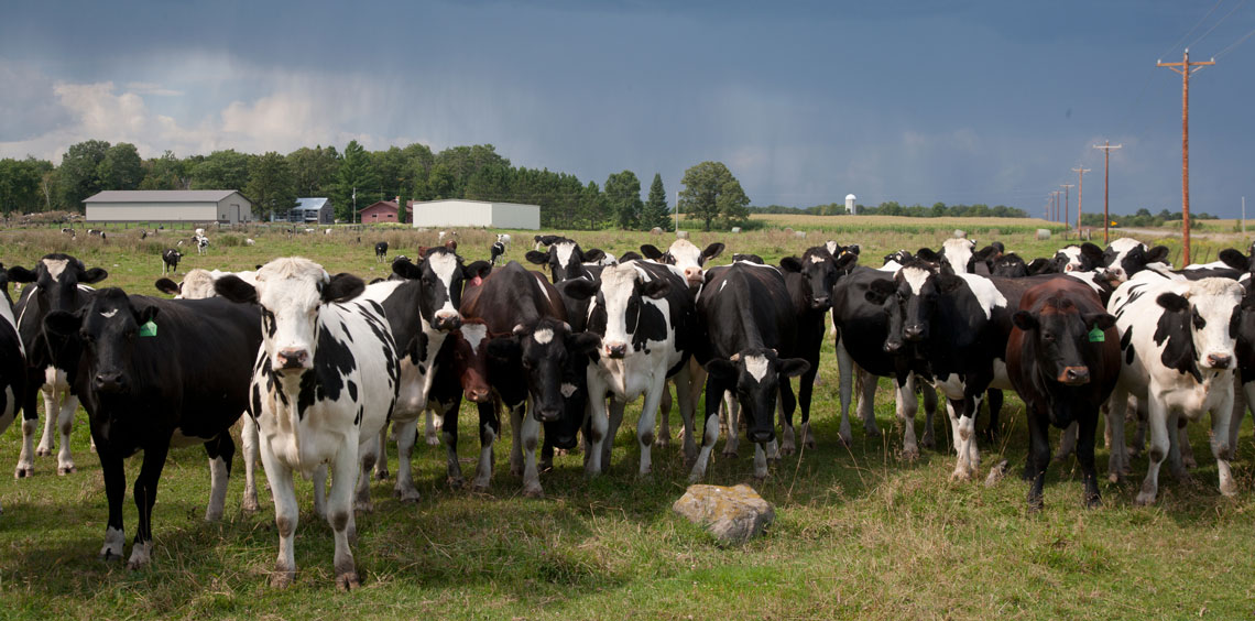 Dairy cows in pasture. 