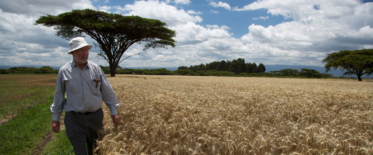 Researcher by wheat field in Kenya. 
