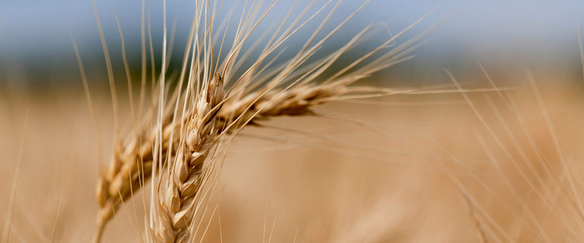 Closeup Linkert wheat. 