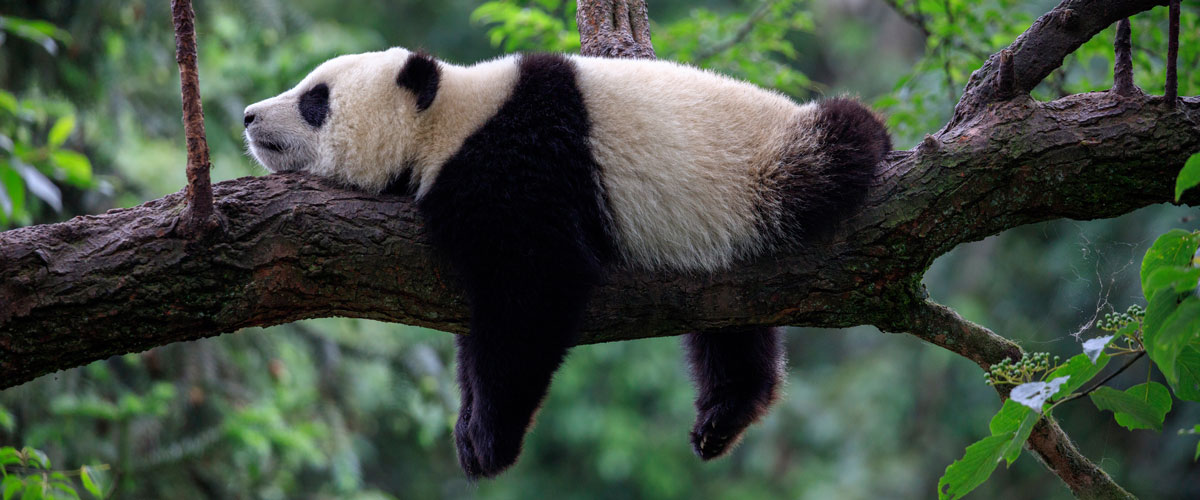 Panda lying a tree. 