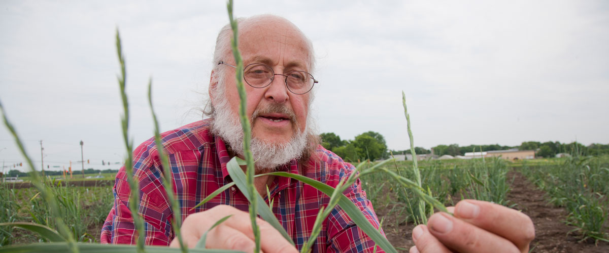 Don Wyse in field with intermediate wheatgrass. 