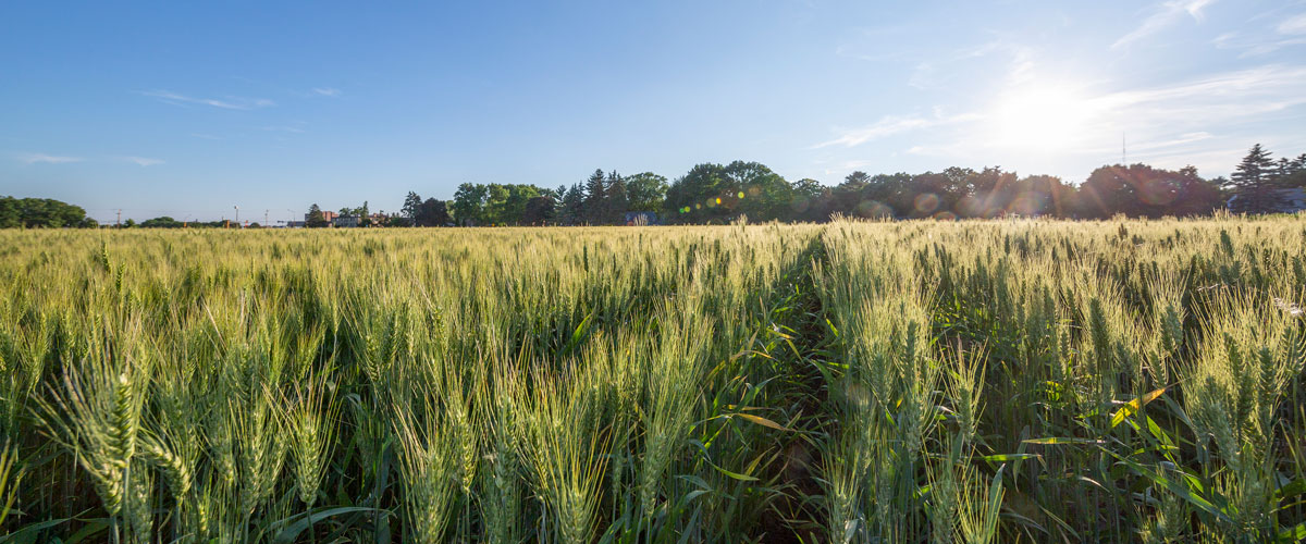 MN Torgy wheat in field. 