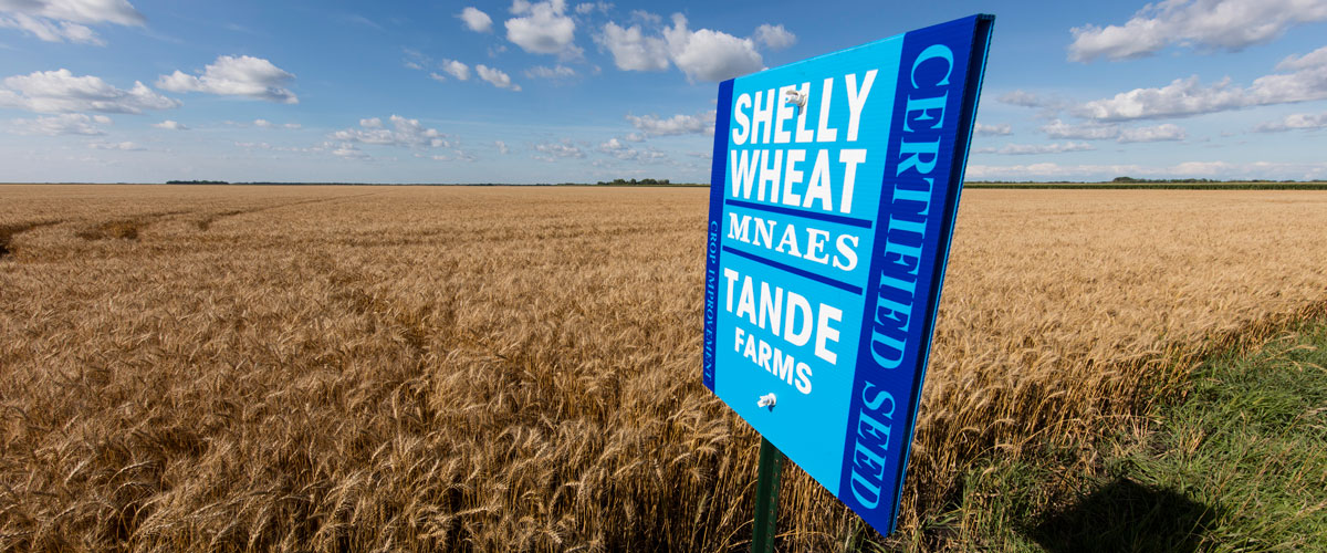 Shelly wheat growing in field. 