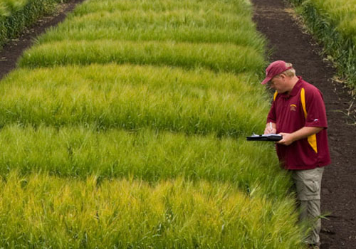 A man looking at plots of barley