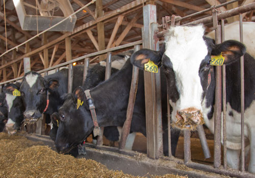 Dairy cows in a barn eating silage