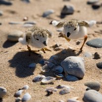 Baby piping plovers on beach.