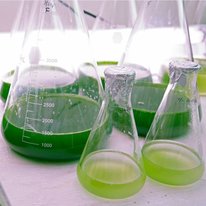 Biofuel in beakers in lab. 
