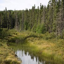 Stream near forest. 