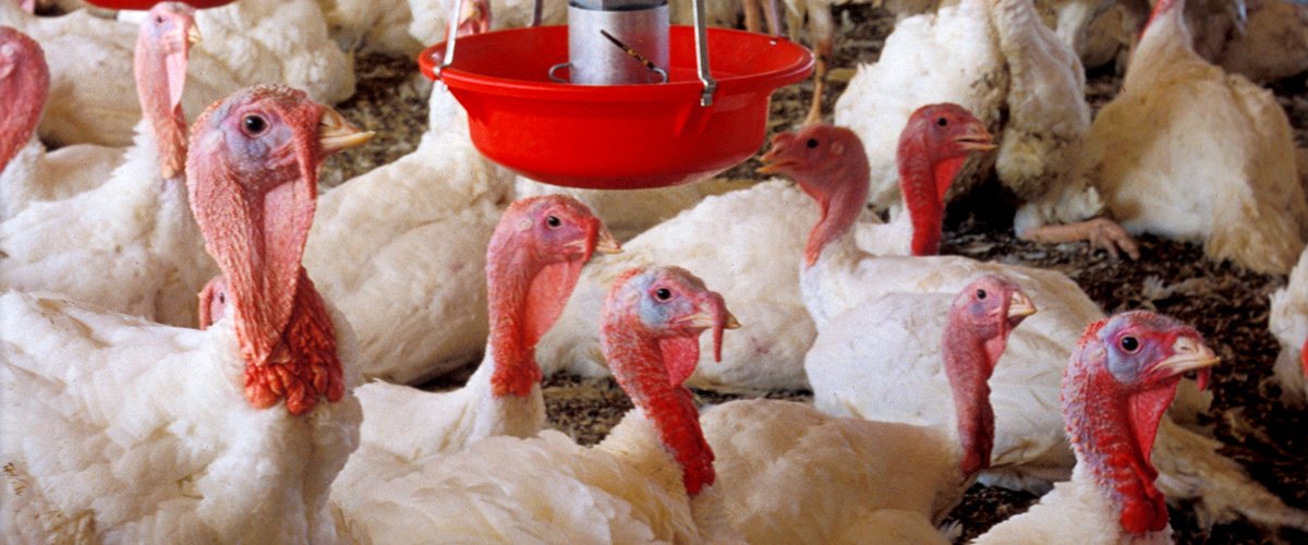 Several adult turkeys in a barn