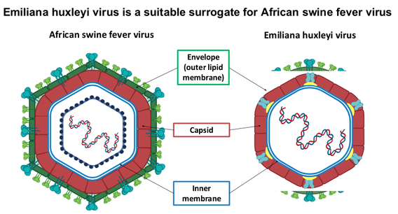 Diagram showing similarities in the structure of Emiliana huxleyi virus and African swine fever virus
