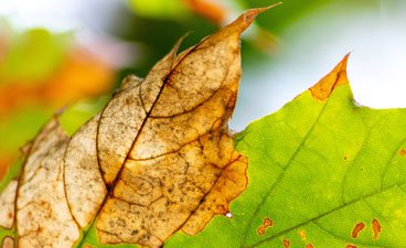 Closeup leaf with oak wilt. 