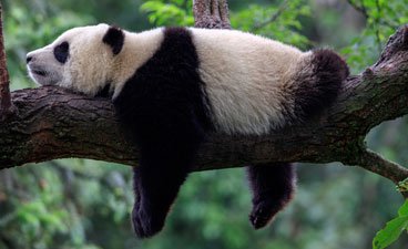 Panda lying a tree. 