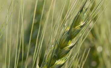 Closeup Bolles wheat. 