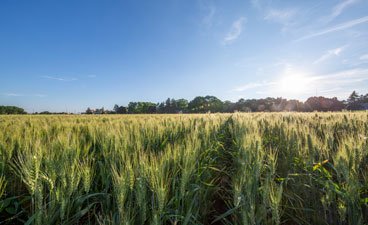 MN-Torgy wheat in field. 